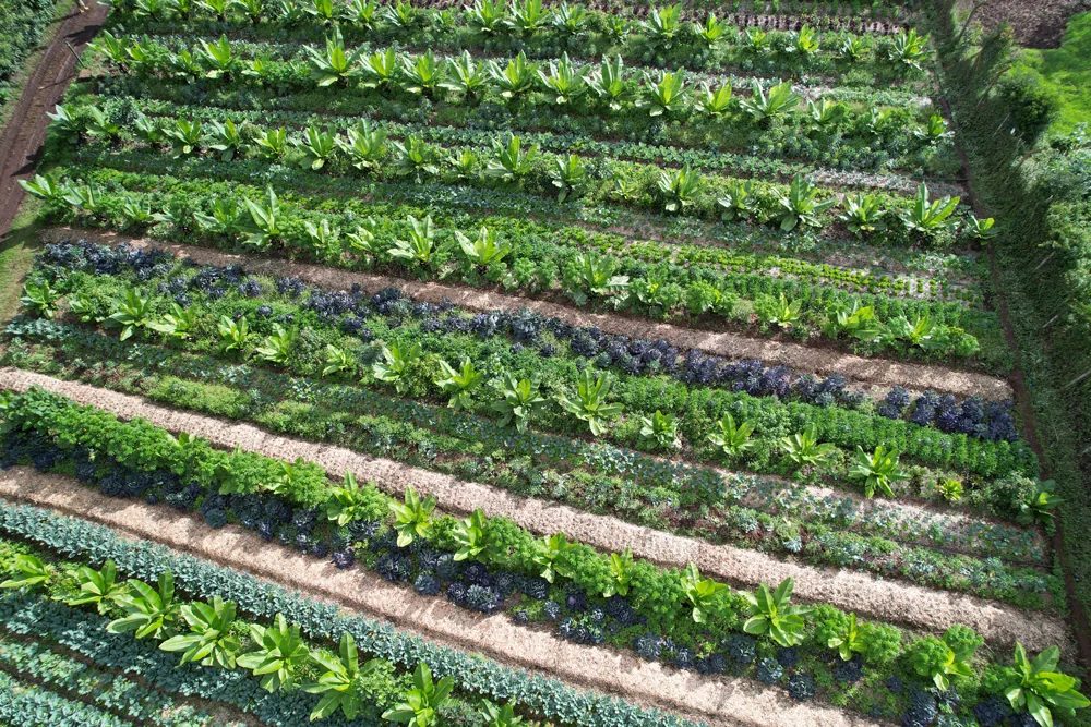 The Limuru flagship farm from above