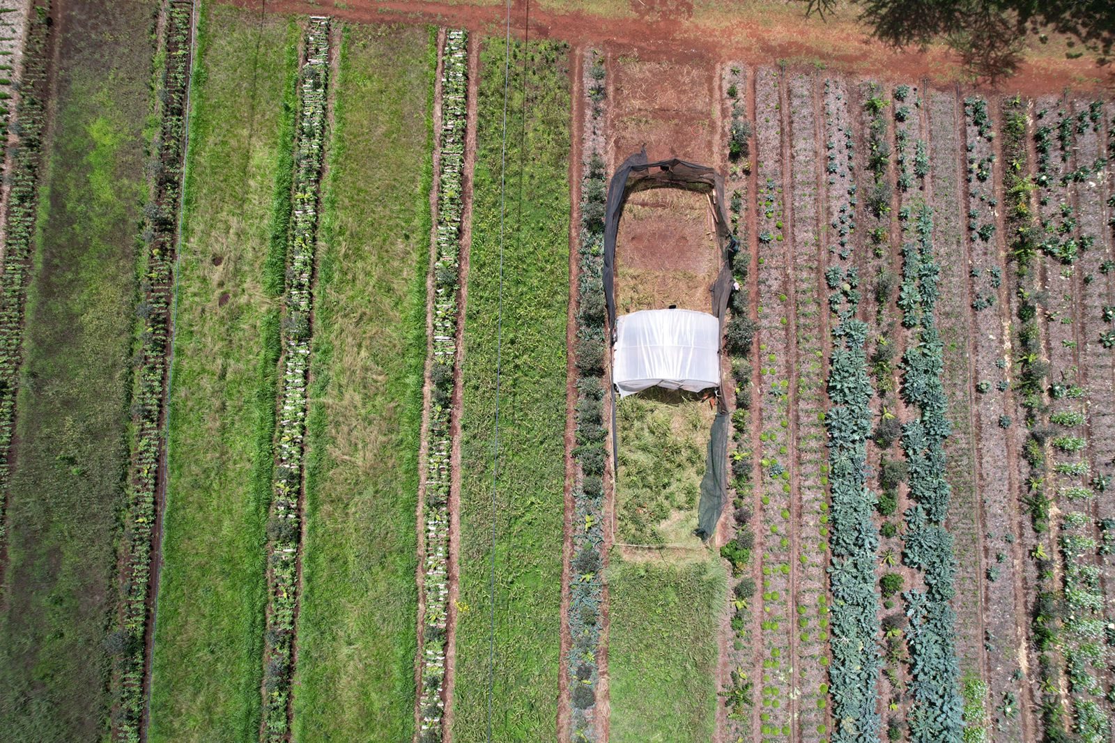 First syntropic beds, 2022