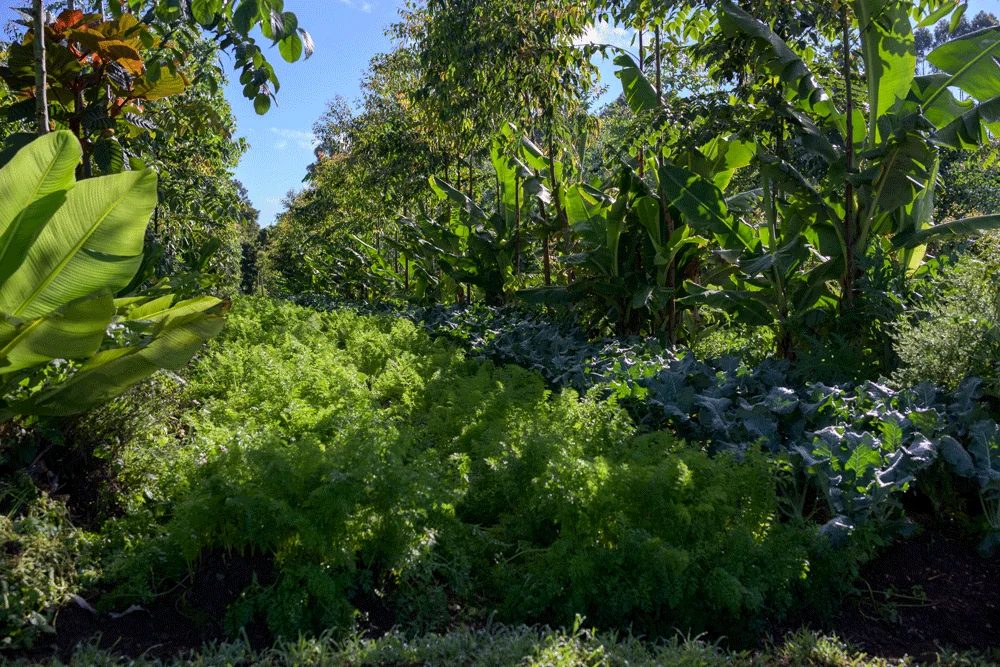 Inside the layered forest garden