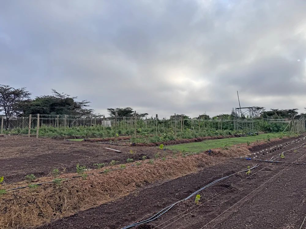 New beds under drip at Naro Moru