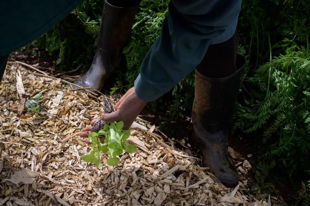 Hands in the mulch