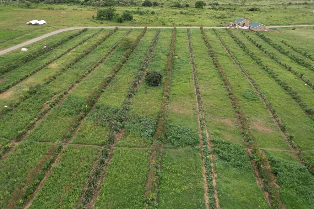 Young agroforestry rows from above