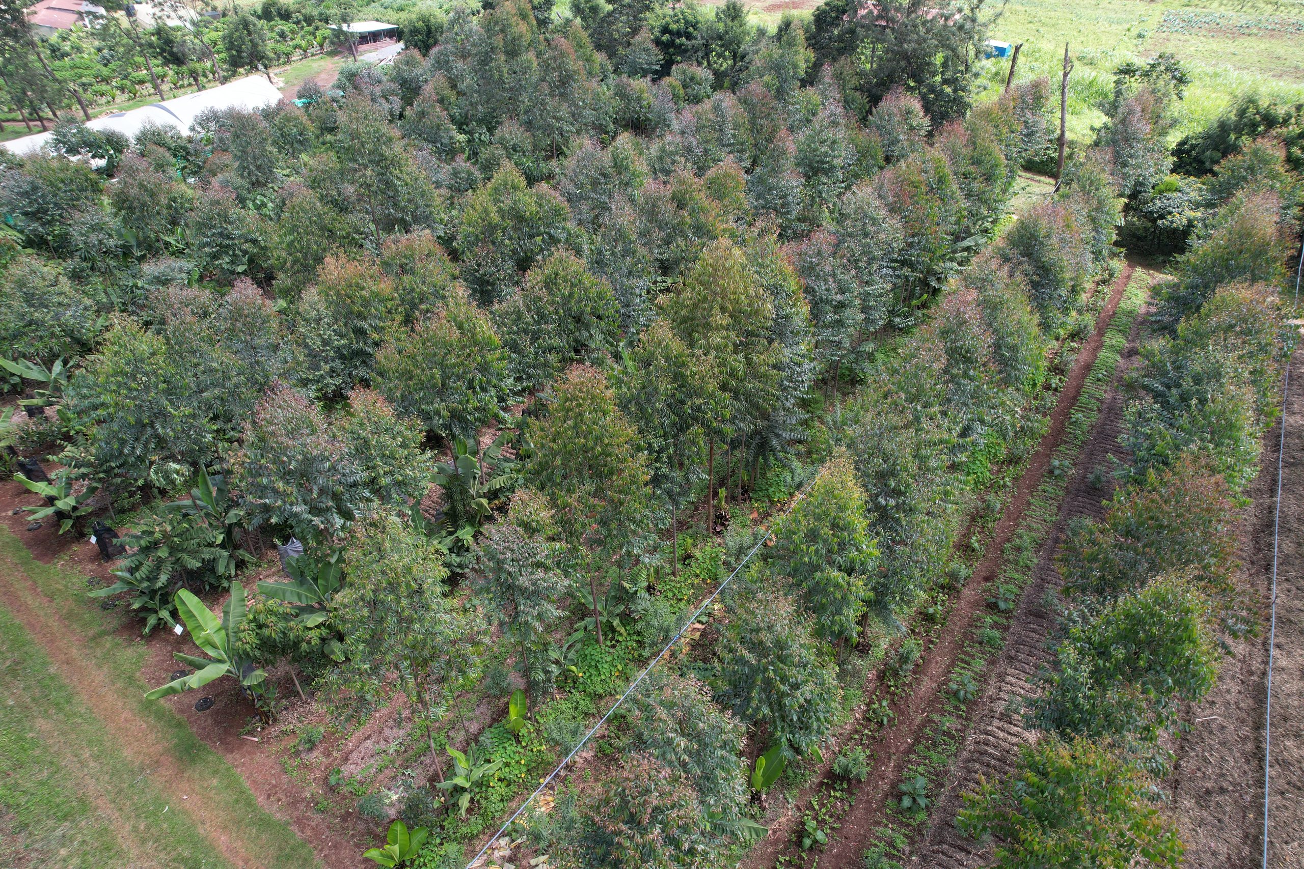 Dense syntropic rows from the air