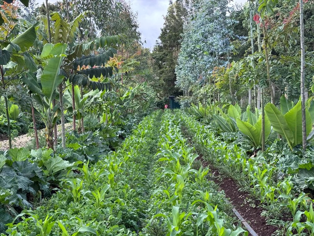 Consultancy work in established rows