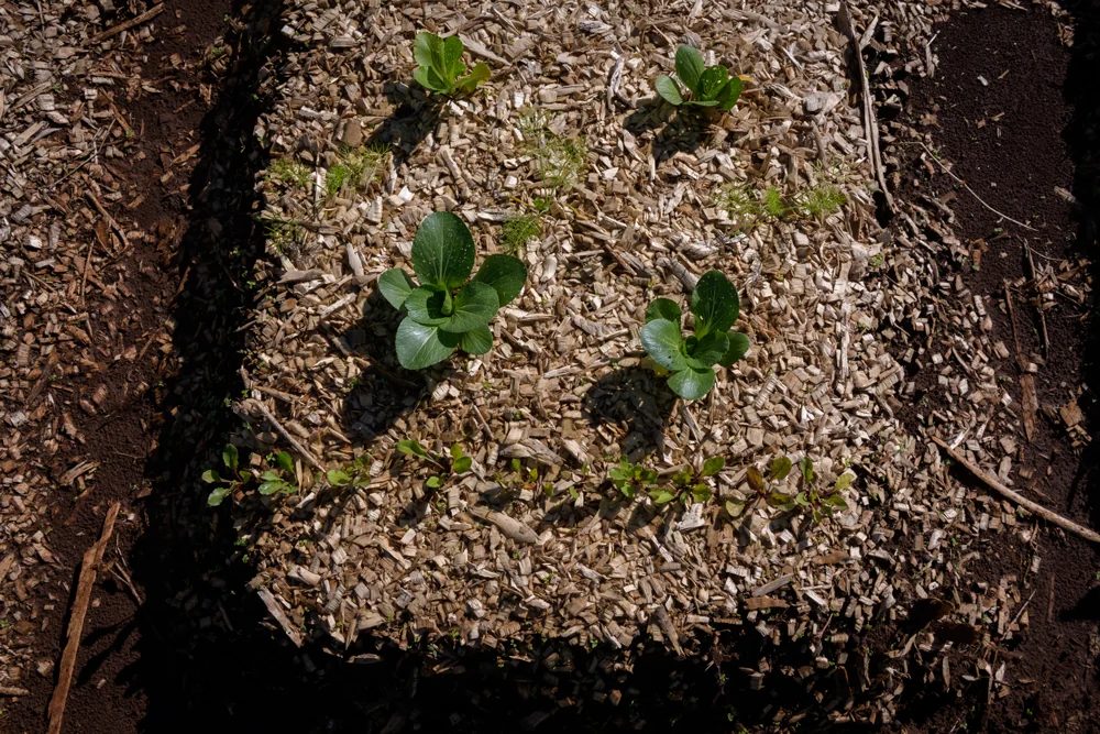 Seedlings coming through