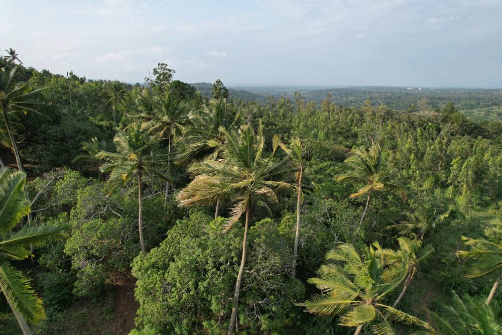 Coastal canopy at Shimba Hills