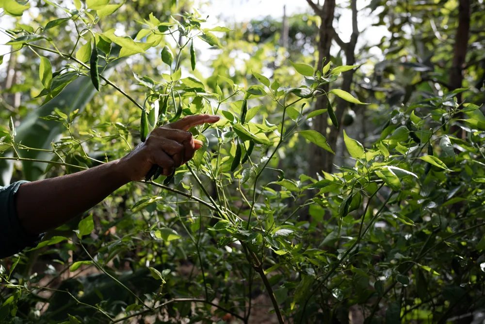 The field team training young trees at Limuru